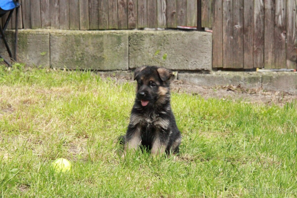 Německý ovčák - štěňata jen s PP - 10