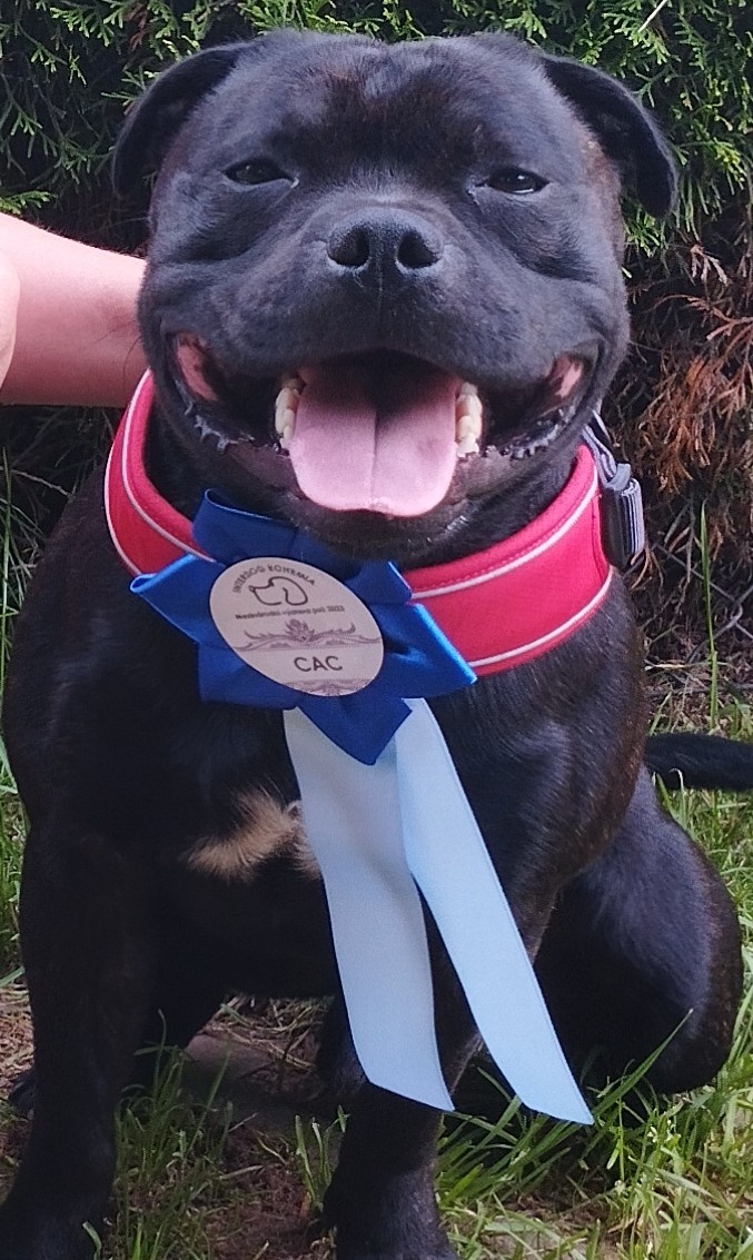 Stafordšírský bulteriér - Krycí pes - 10