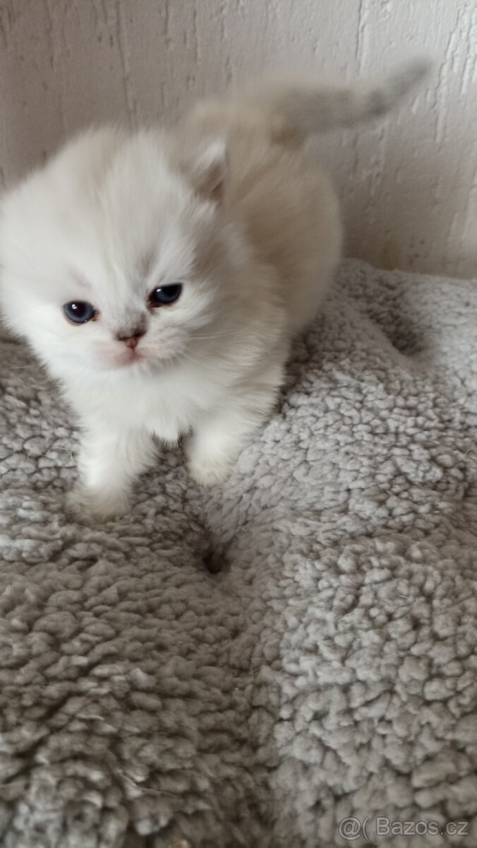 Britská kočička s PP - 10