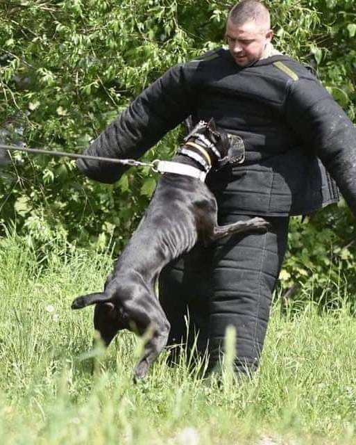 Dobrman x APBT,bandog,ast,bullherder - 10