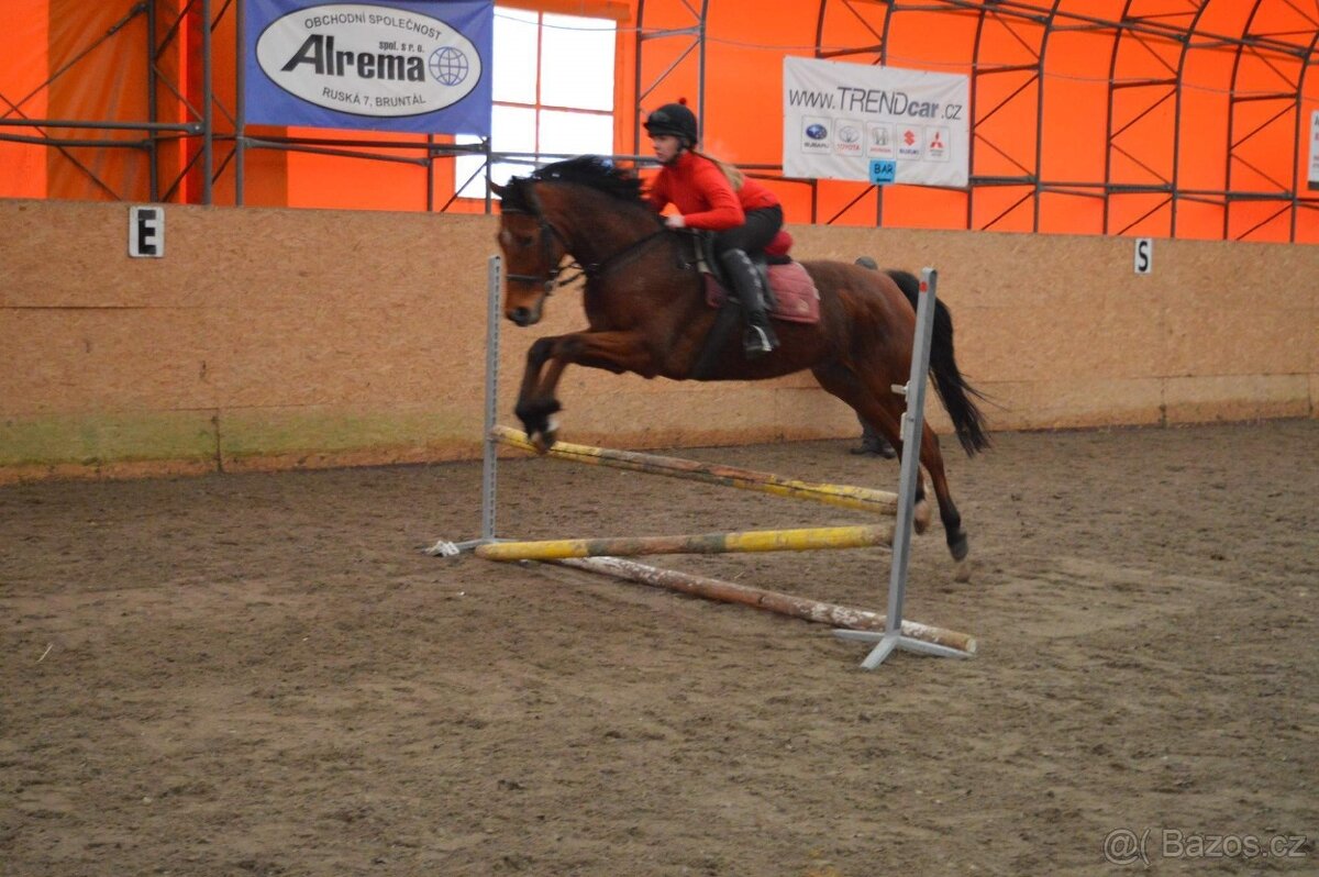 Prodám valacha A1/1 - 10