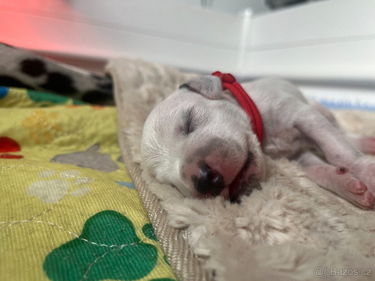 Dalmatin štěně s PP - 10