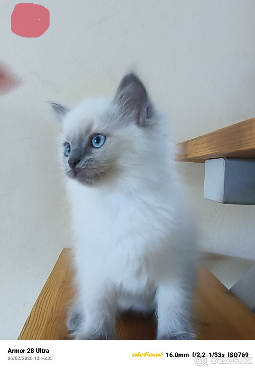 Koťata Ragdoll - 10