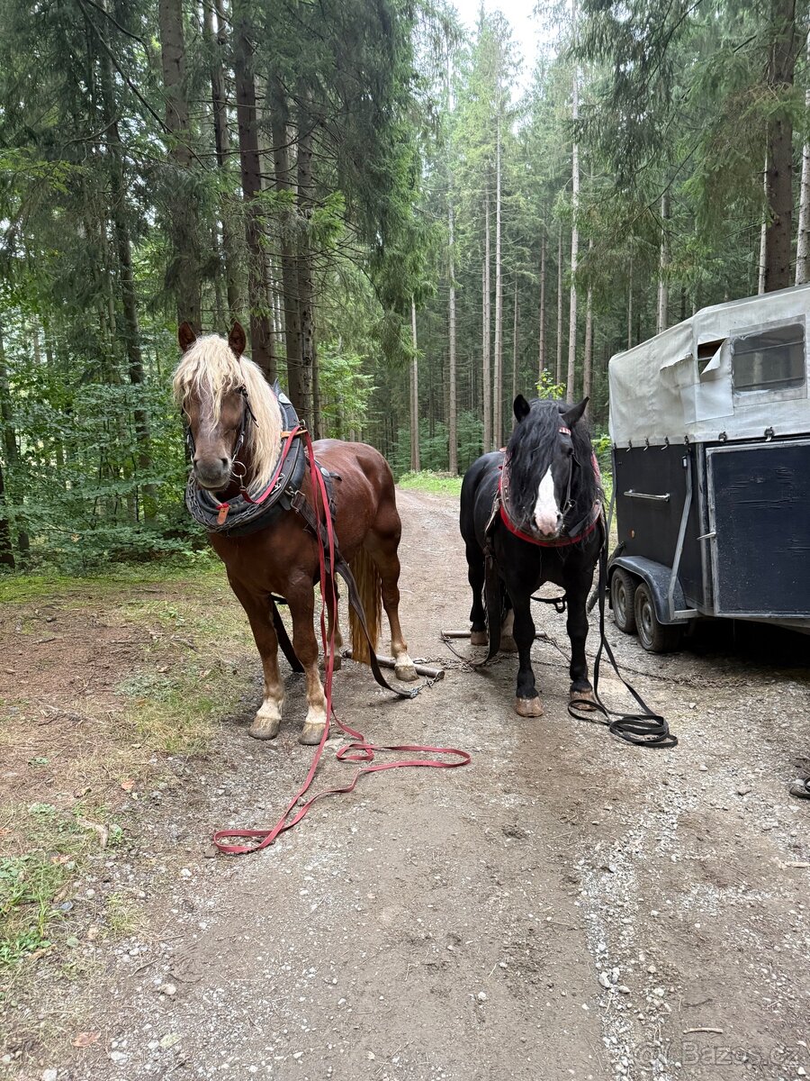 Prodám Valacha ČMB - 10