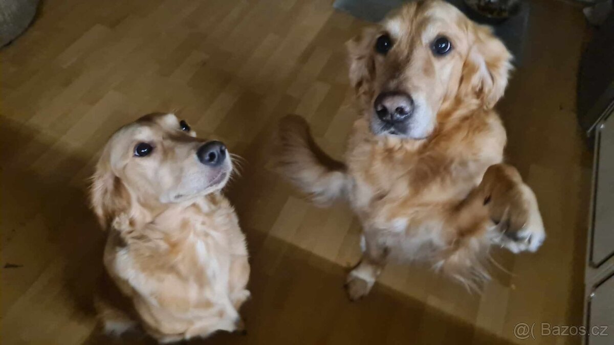 Štěňata Zlatý Retrivr - 10