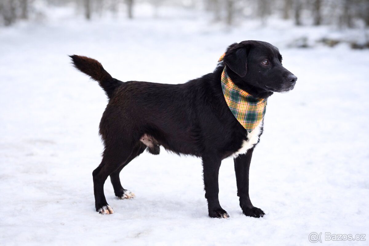 Columbo hledá domov - 10