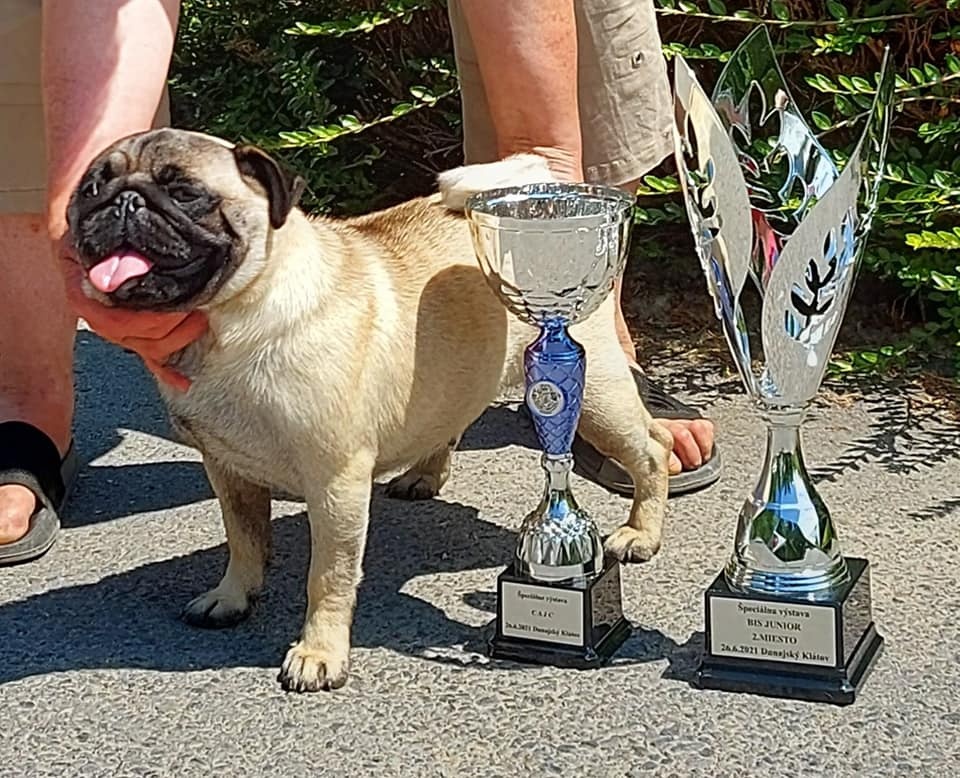 Mops šteniatka s PP - 10