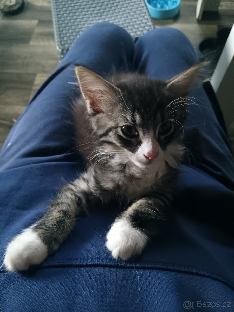 Krásná koťátka - 10