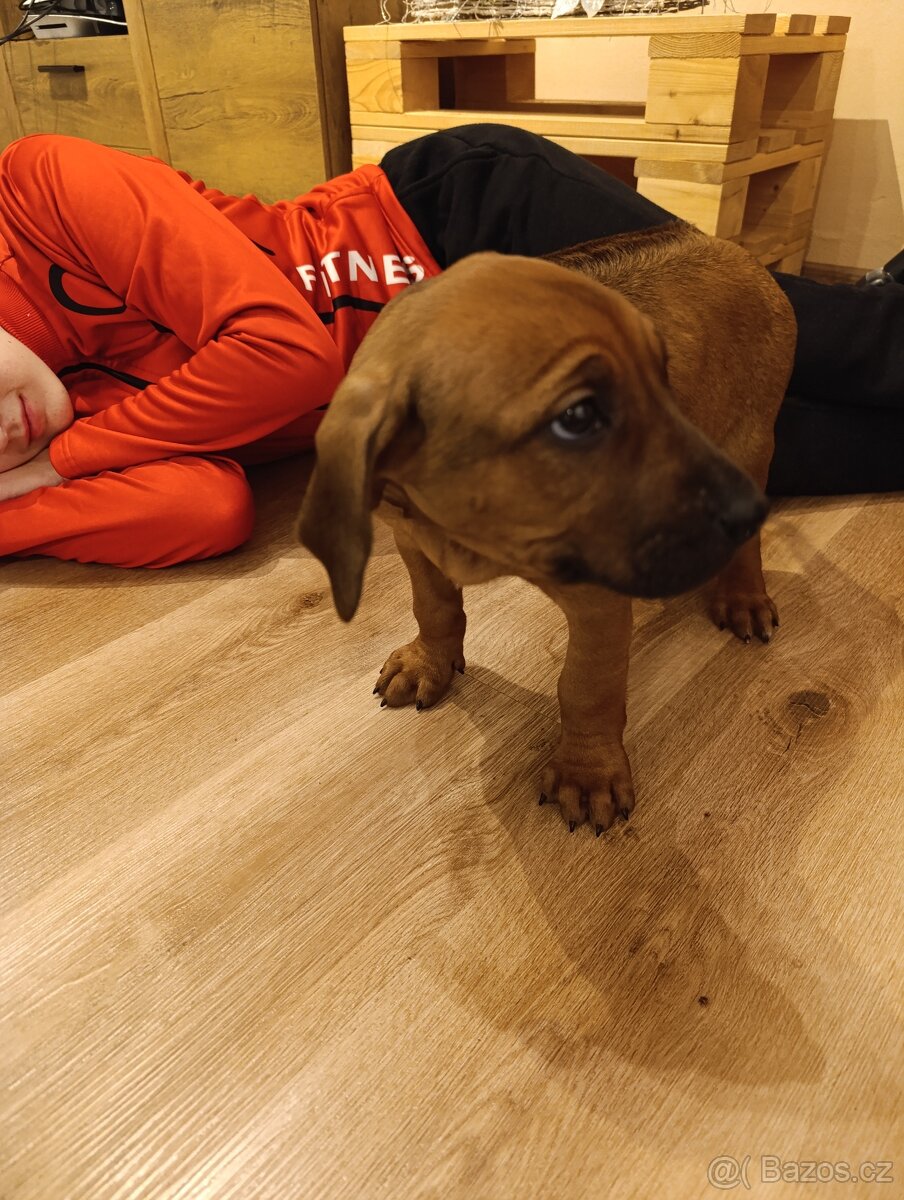 Rhodéský ridgeback - 10