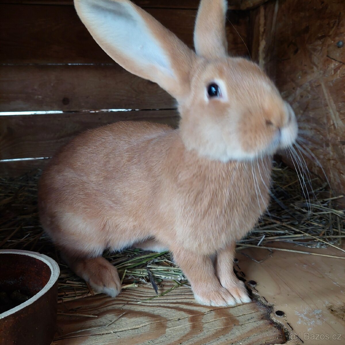 Králíci BU na chov - samci - 10