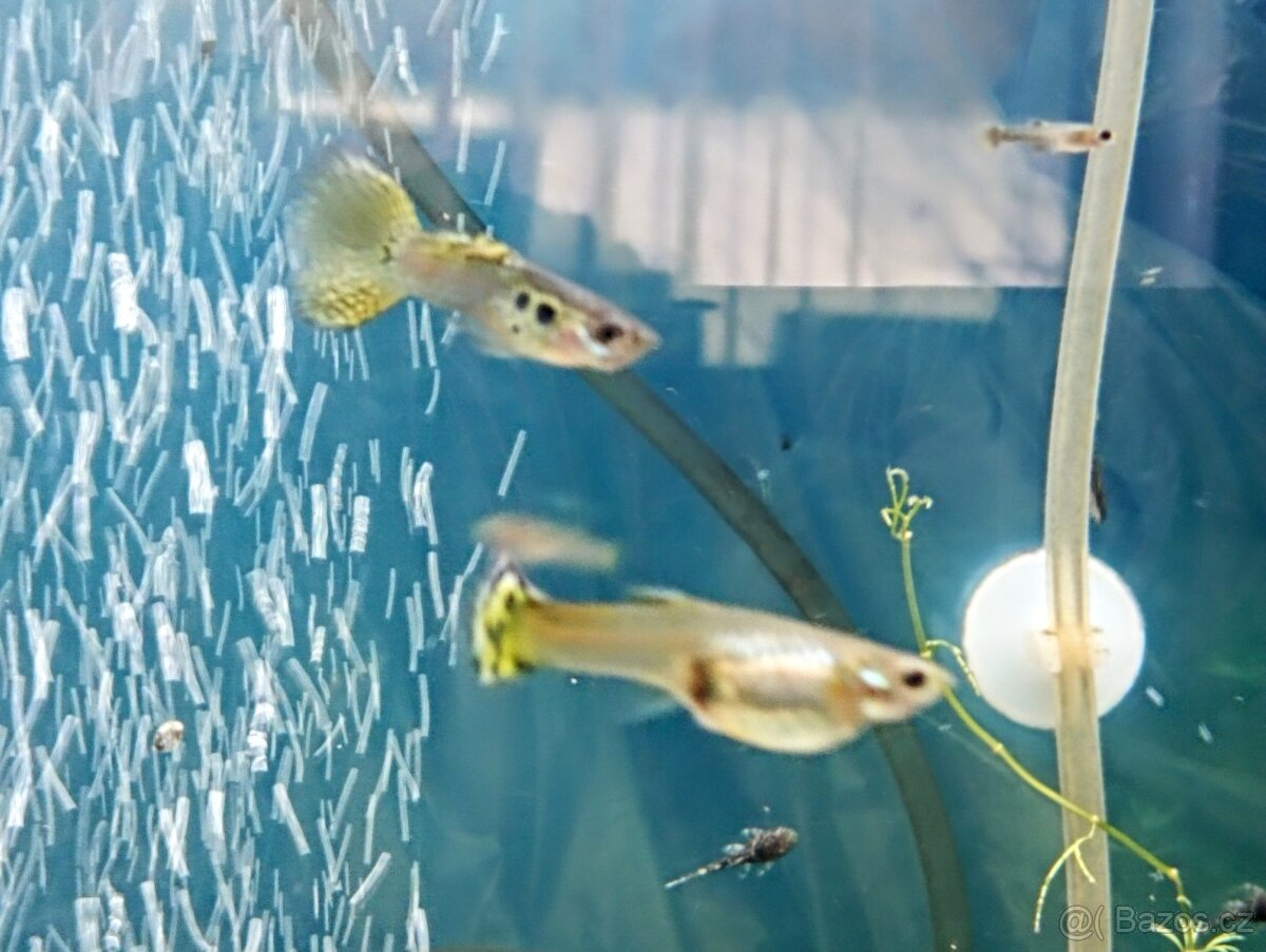 Paví očka Guppky Prachaticko - 10