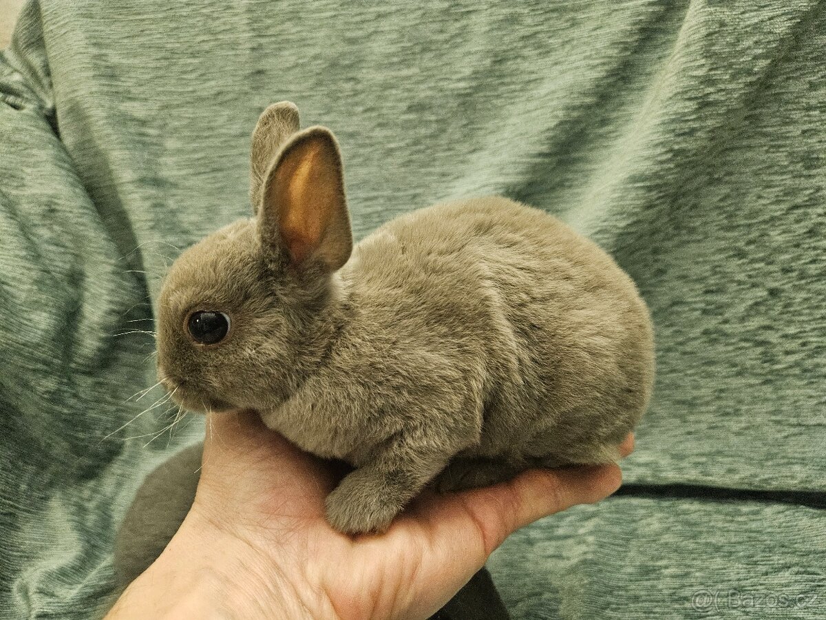 Zakrslý králíček - 10