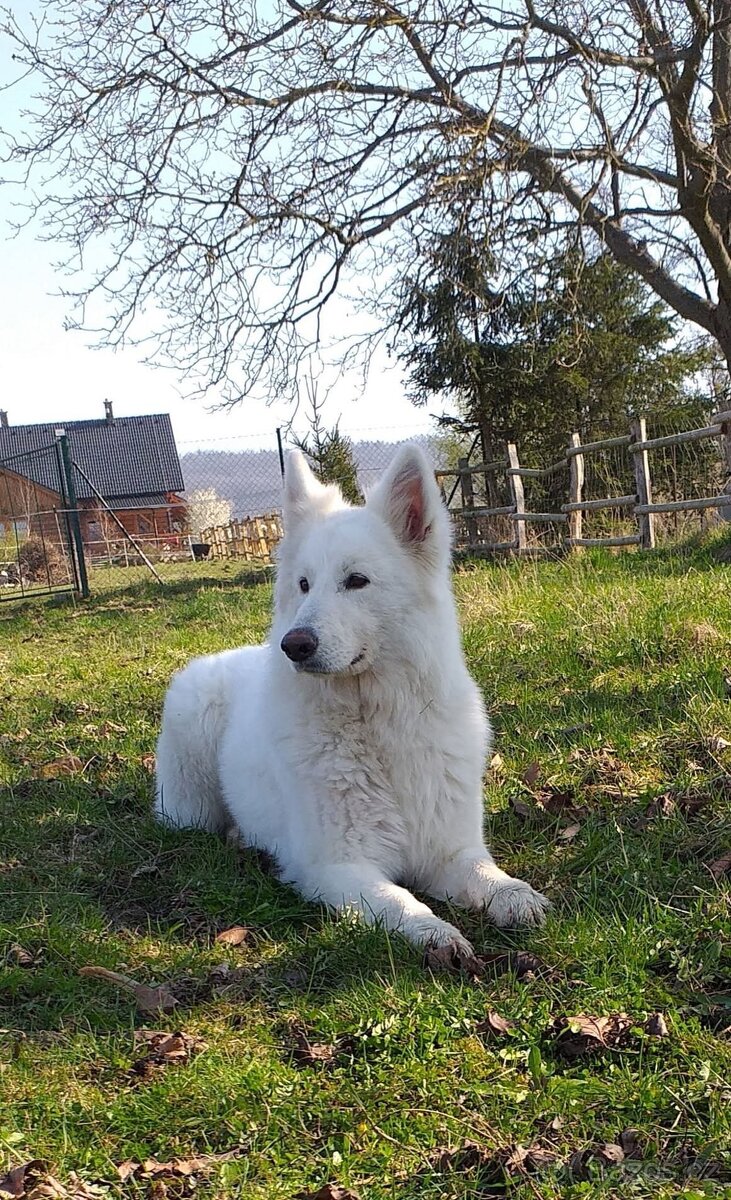 Bílý švýcarský ovčák - 10