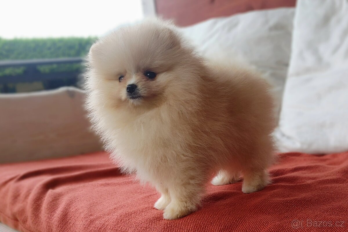 Pomeranian s PP ke KRYTÍ - krémový (žádný prodej) - 10