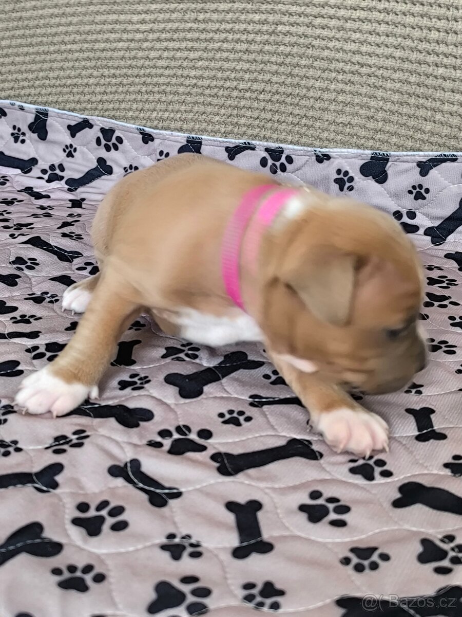 Americký stafordšírský teriér - 10