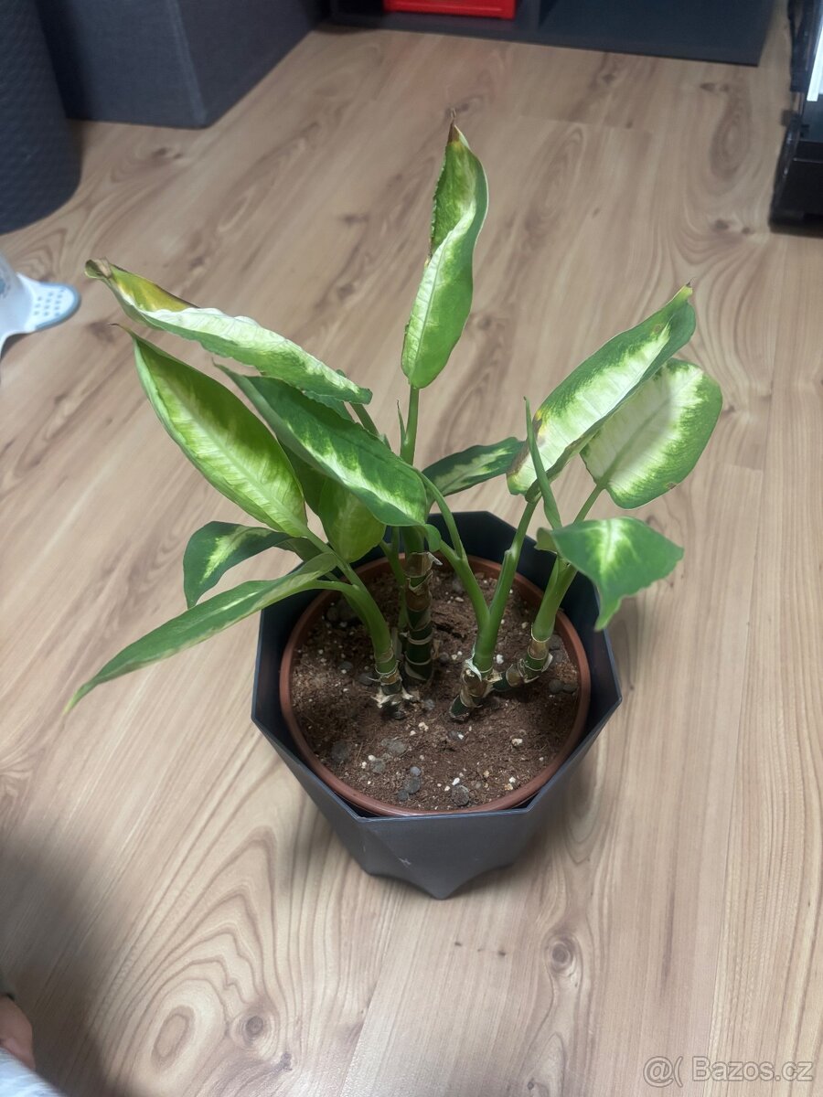 Pokojové rostliny - 10