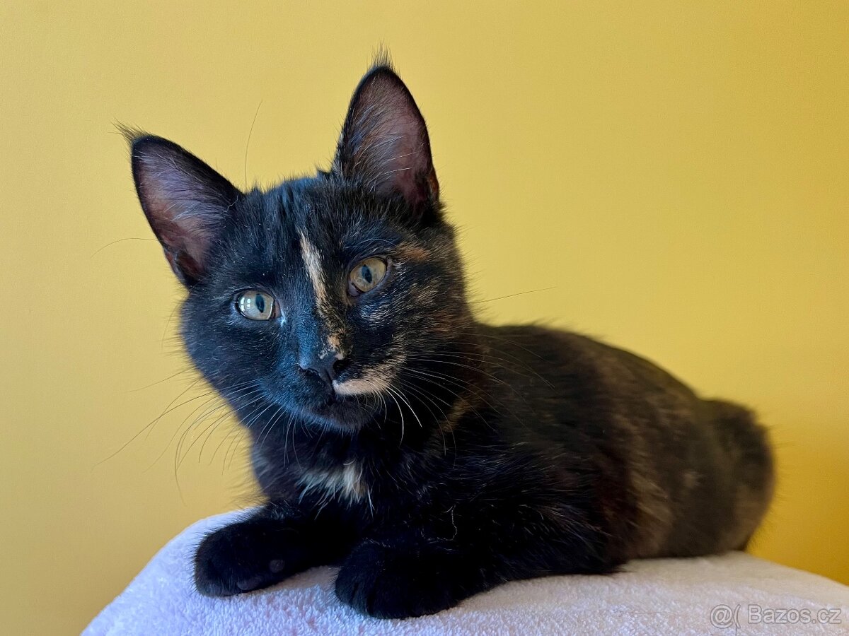 Mainská křížená koťátka - 10