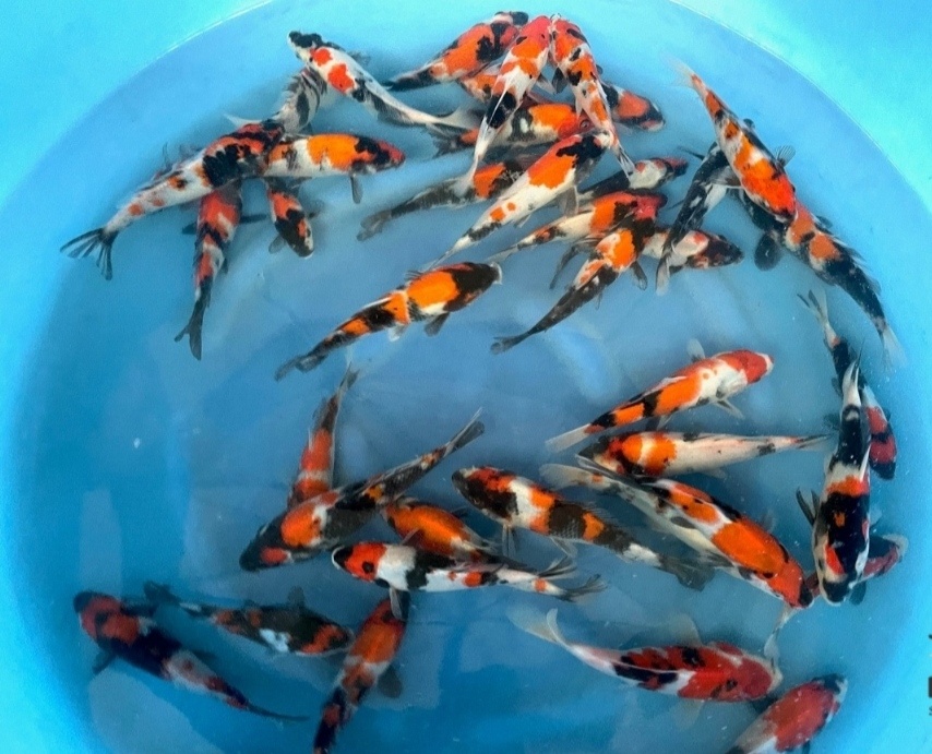 KOI KAPR originál Import , 12-70cm - 10