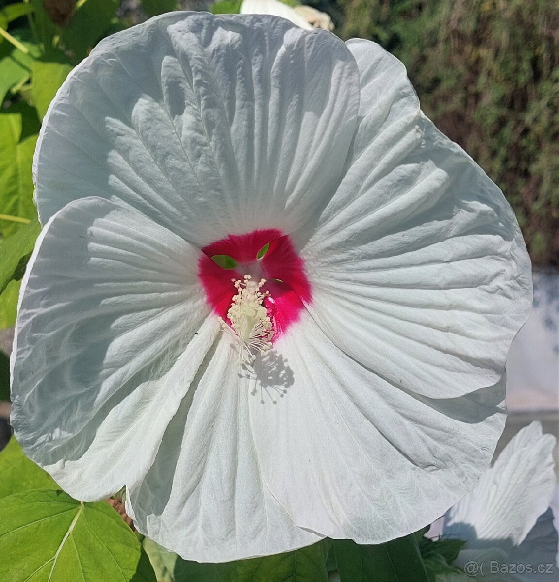 Ibišek bahenní-americký - 10