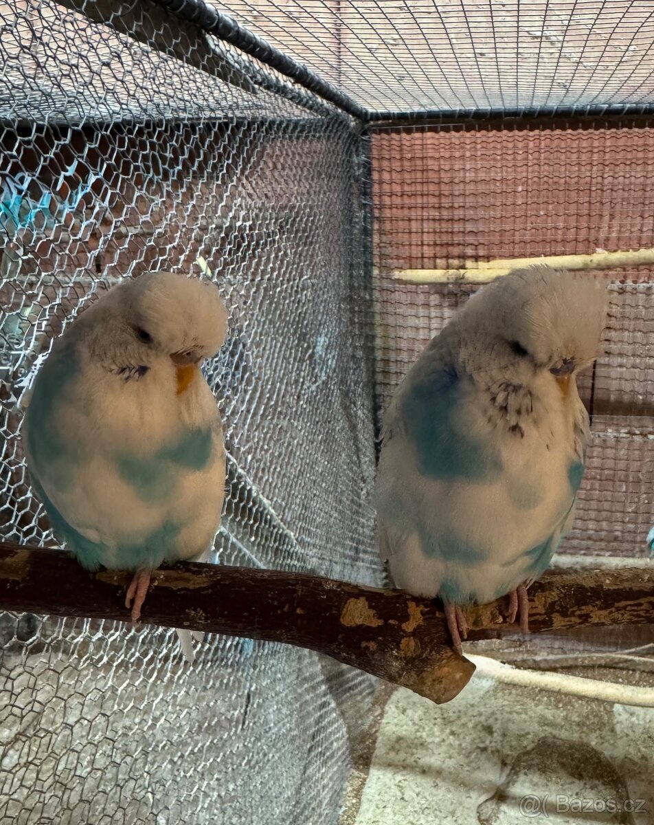 Krotké výstavní andulky - 10