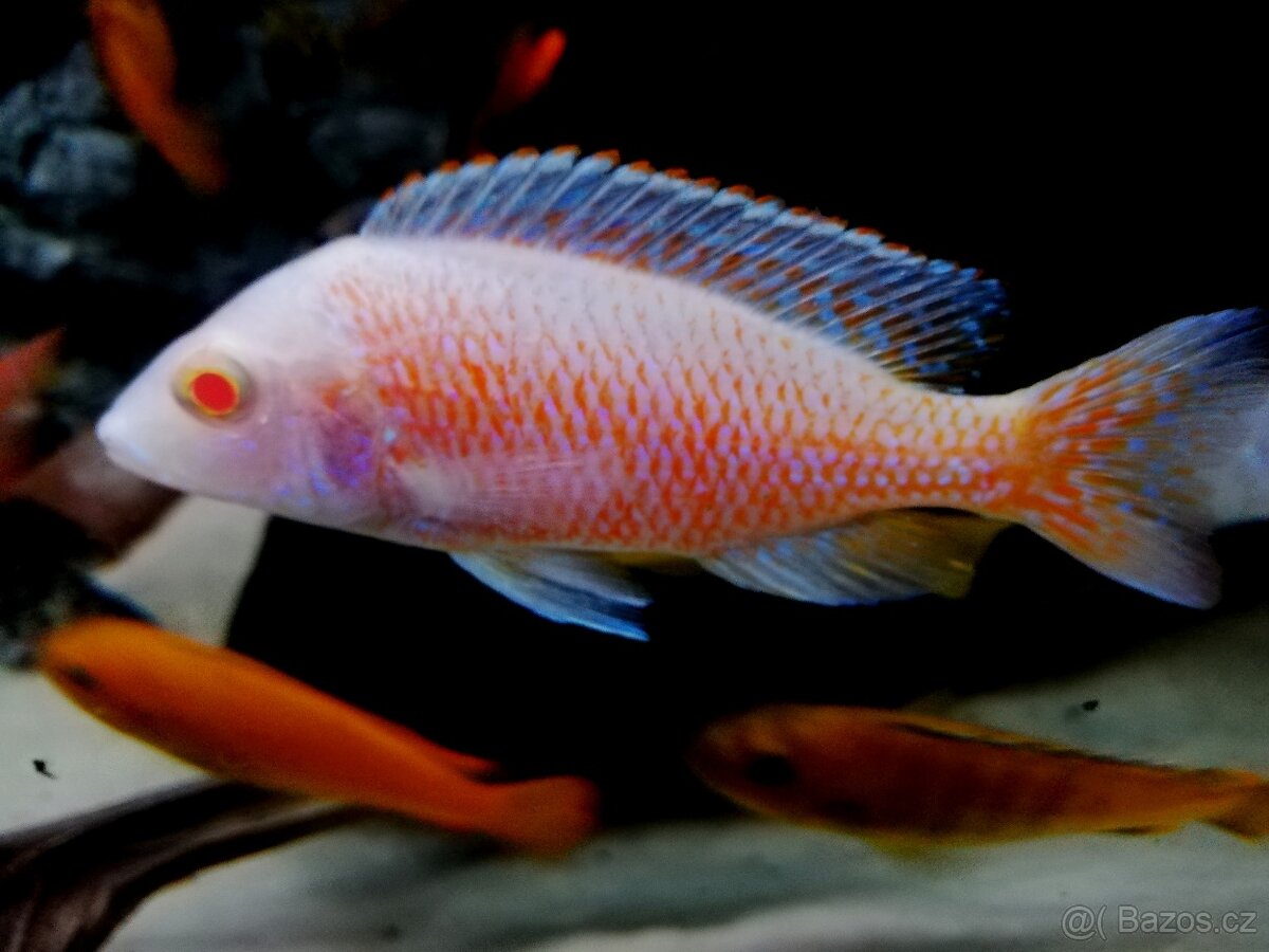 Tlamovci Malawi 24 - 10