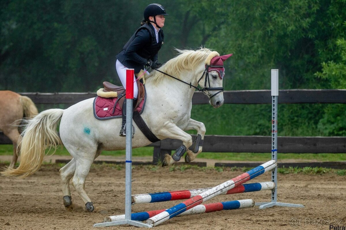 Líbivá connemara klisna do sportu - 10