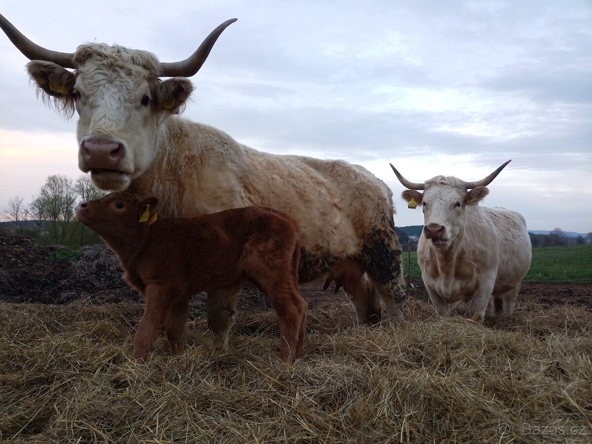 Zemědělská půda - 10