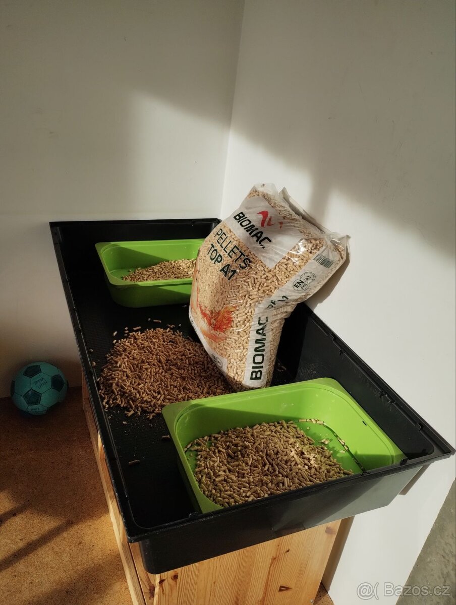 2 morčecí mladí samci nekastrovaní - jen spolu - 10