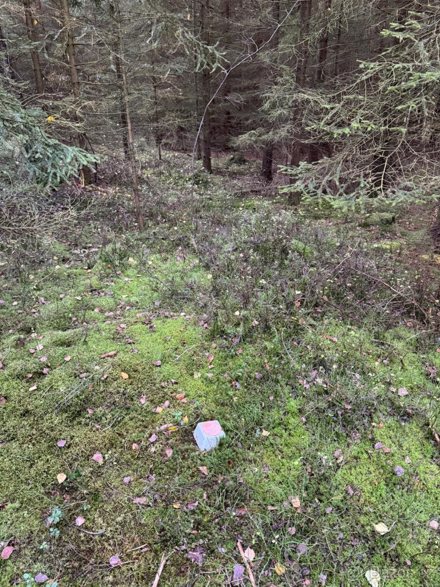 Prodej lesního pozemku k.ú. Havlovice - 10