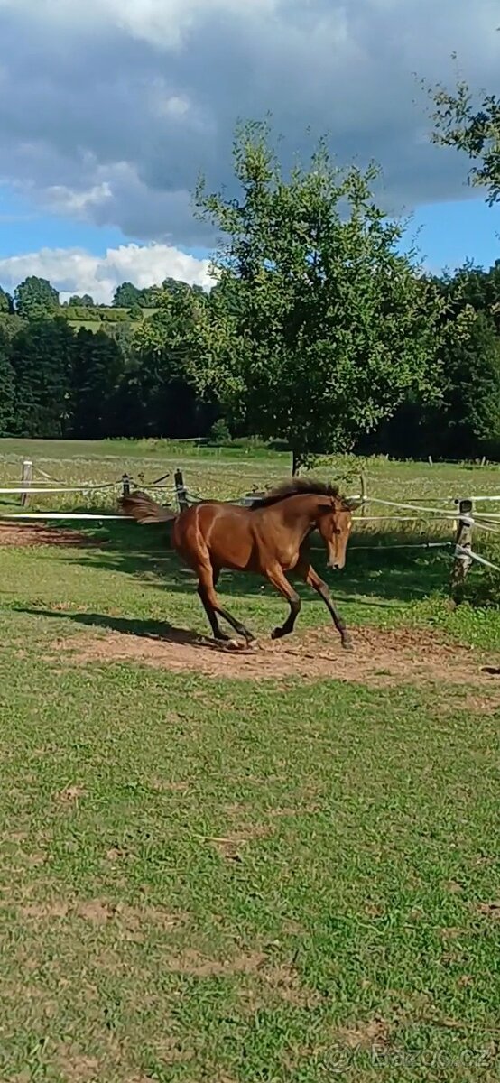 hřebec český teplokrevník - 10