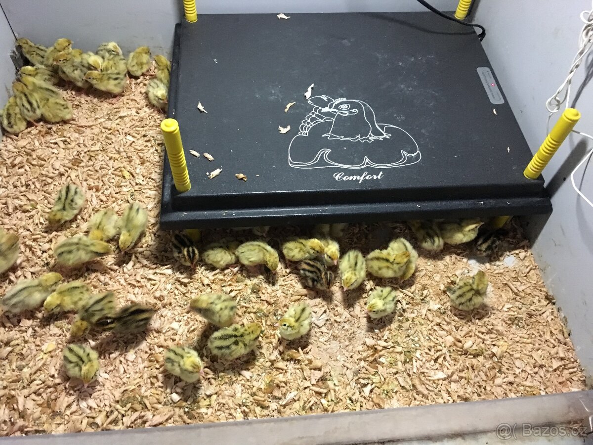 Prodej křepelek - 10