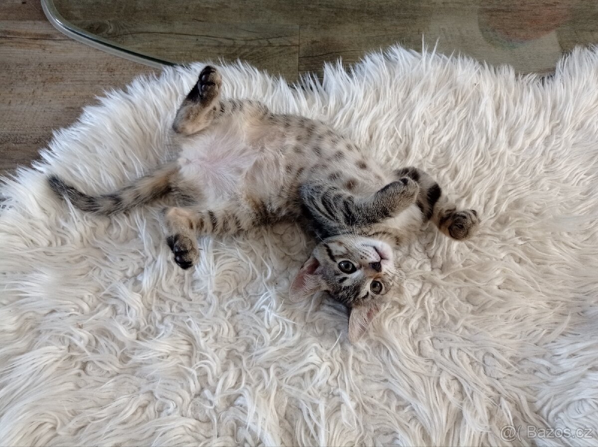 Koťata - 10