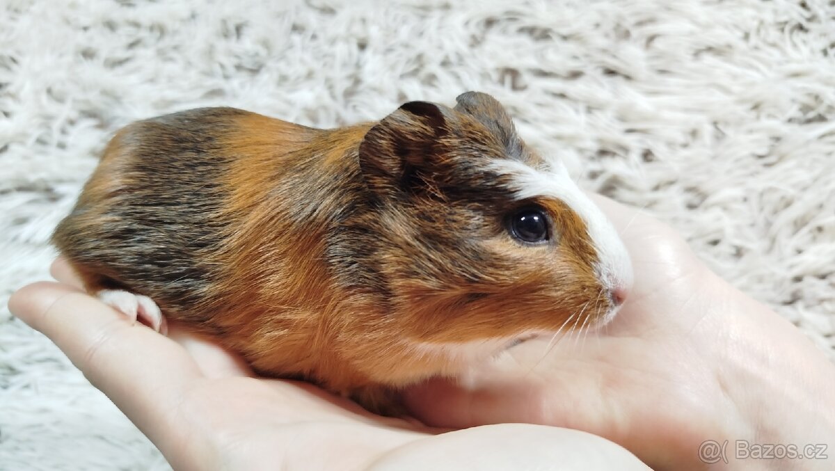 Morče, Morčata, Morčátko,Morčátka - JACOB A JAMES - 10