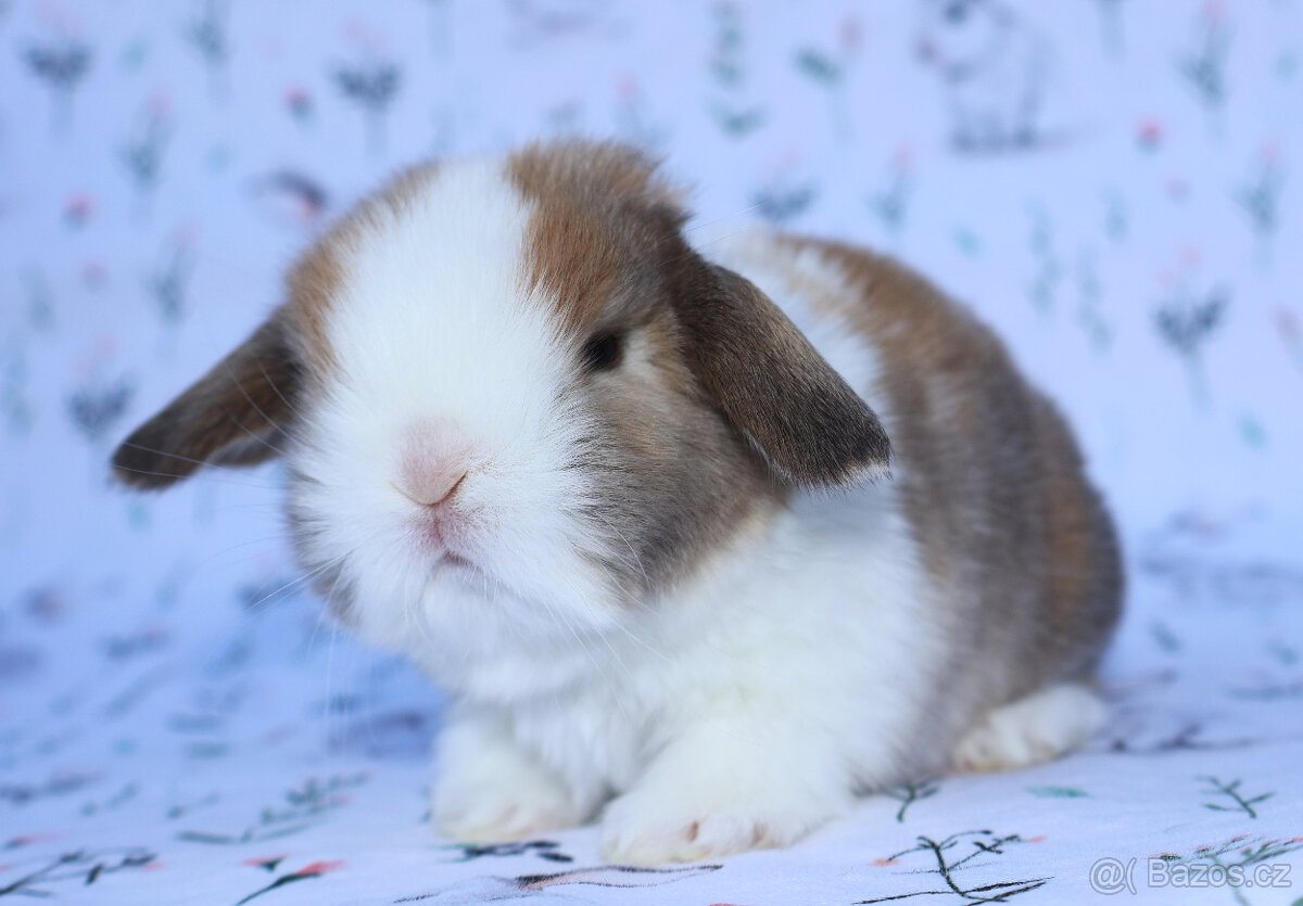 Zakrslý beránek , malinká samička s VP . - 10