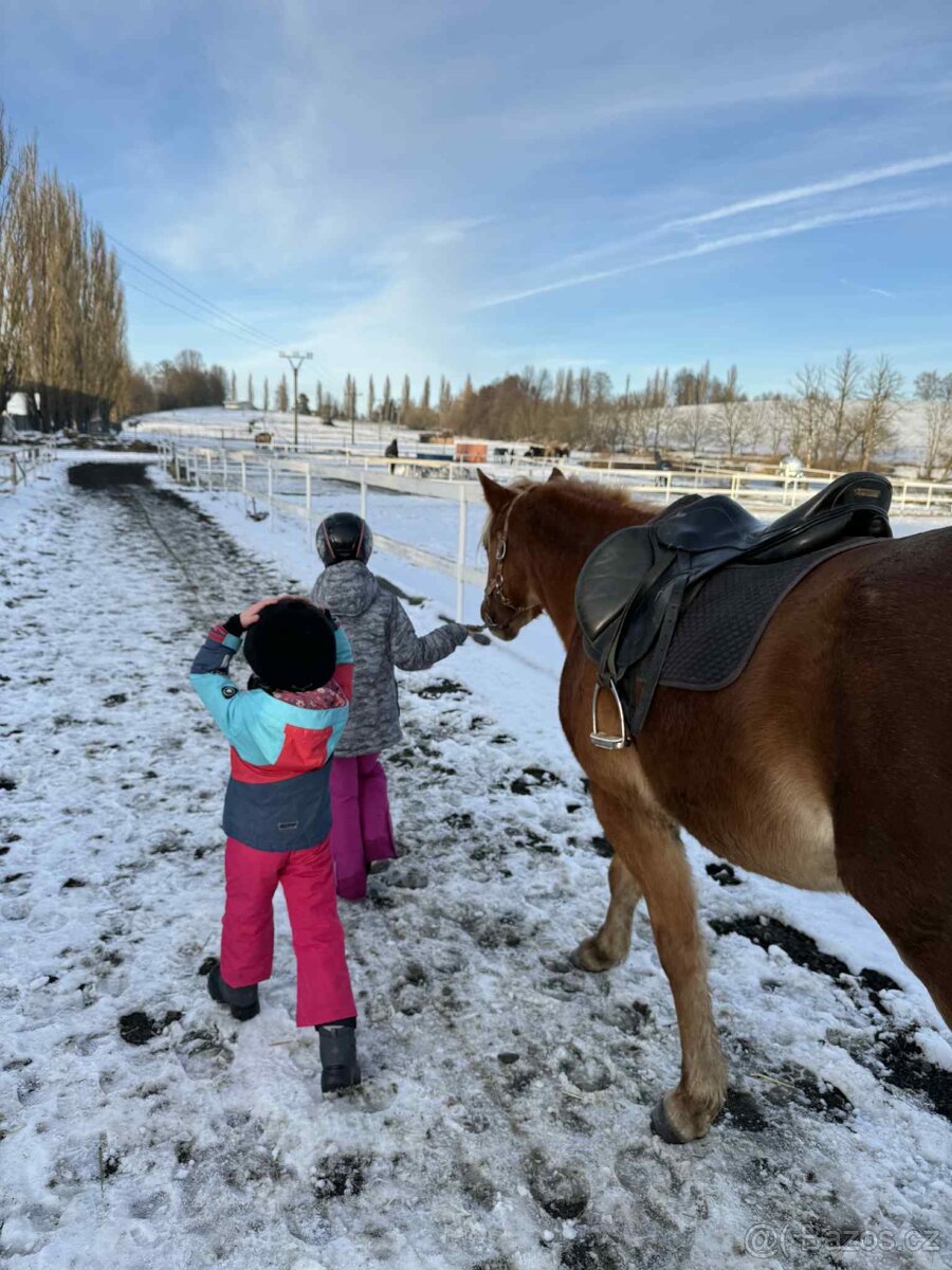 Prodej velmi hodného vychovaného pony poníka kategorie B - 10
