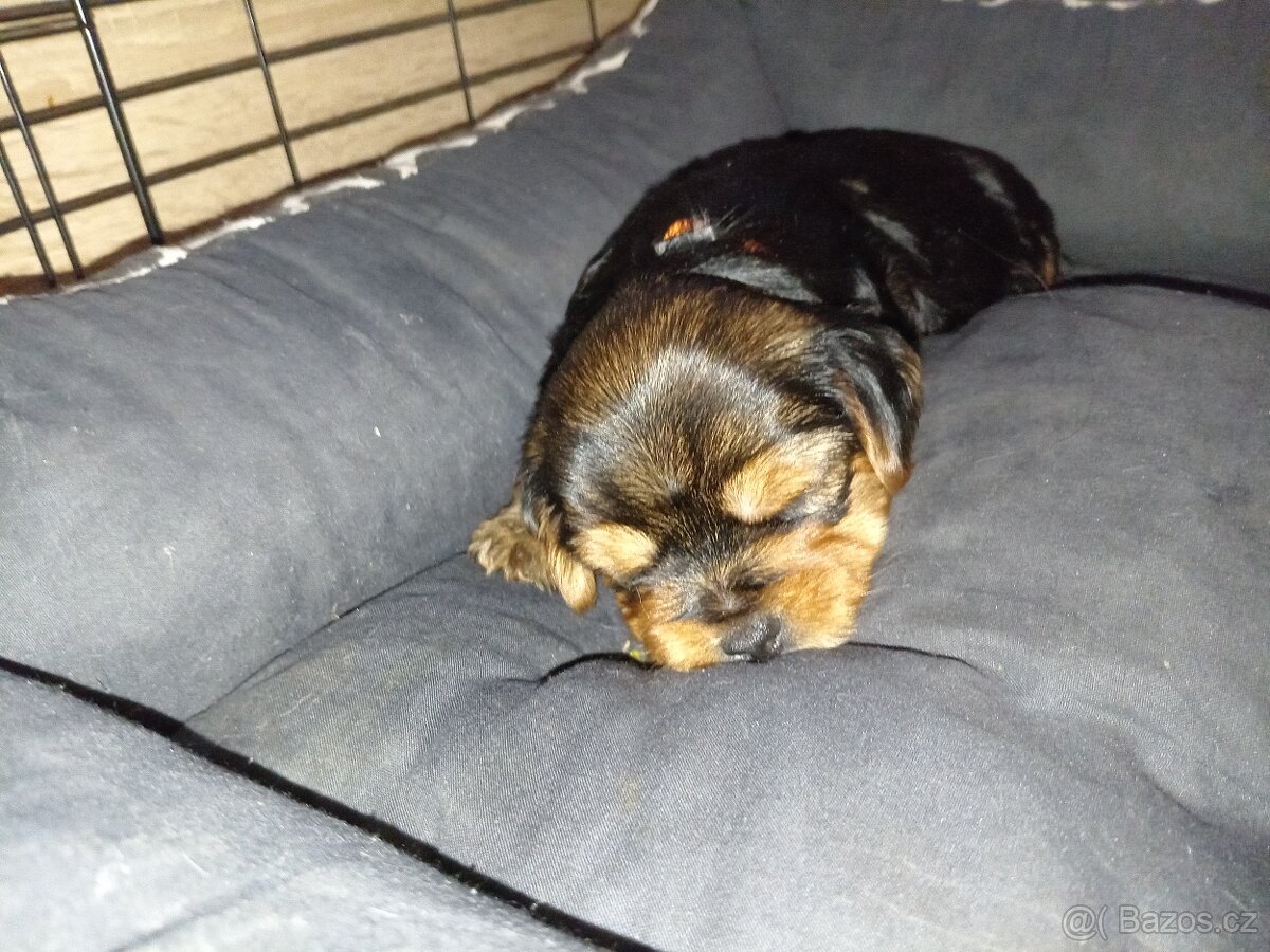 Jorkšír štěňátka - 10