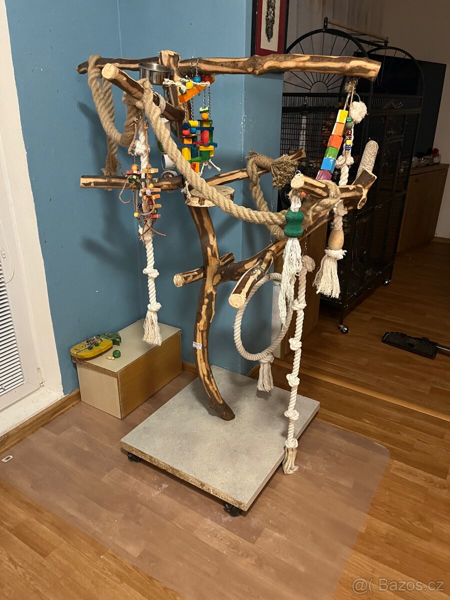 Papoušek Žako - 10