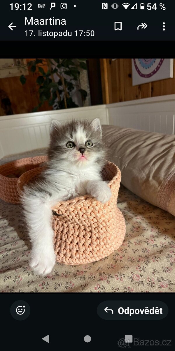 Britská koťátka - 10