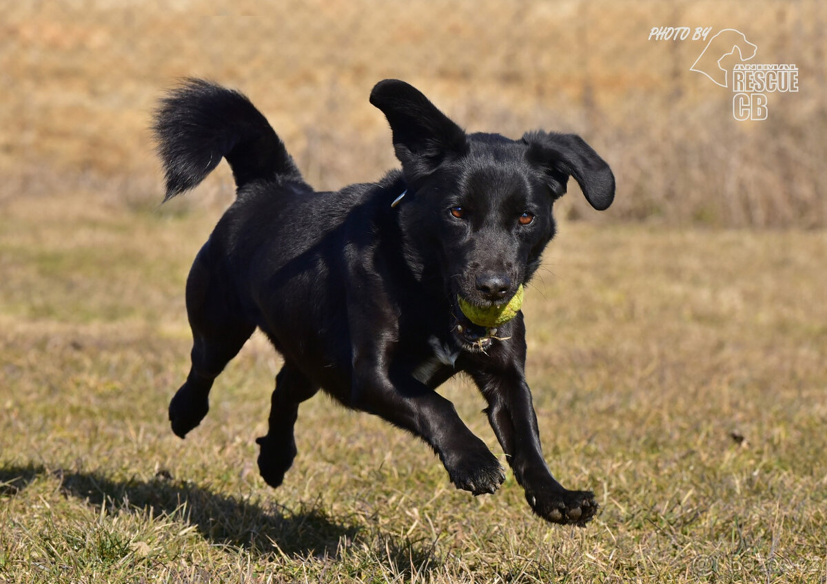 Opuštěný Dasty hledá nový domov - 10