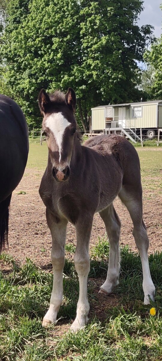 Welsh cob - připouštění - 10