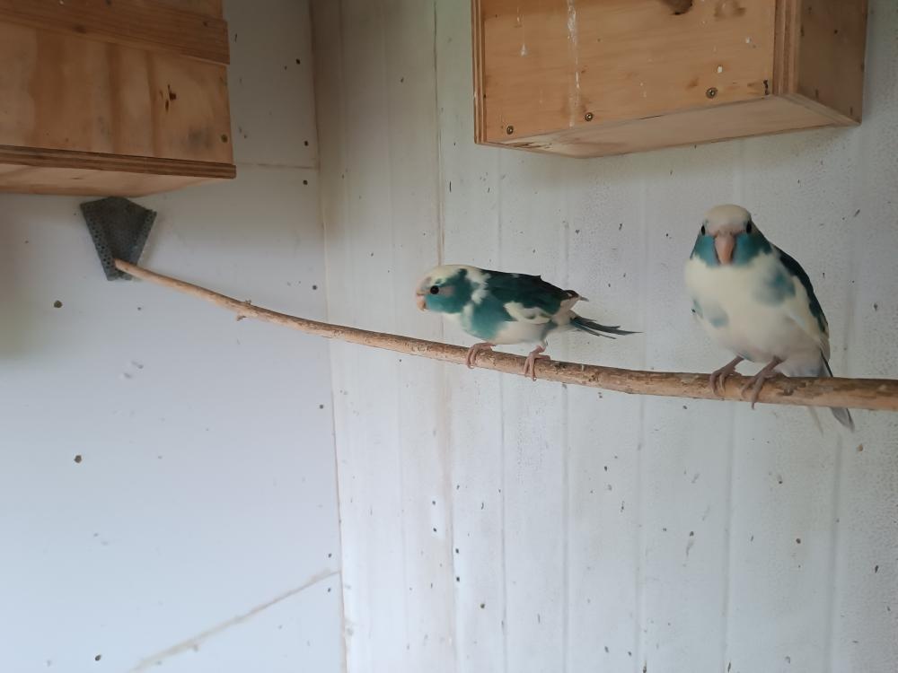 Neofémy a Kakariki - 10