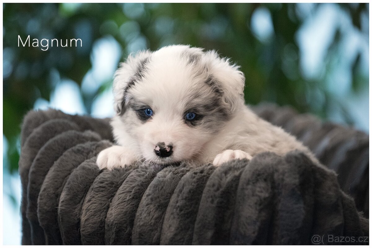 Border Collie, Border Kolia s PP FCI barva Blue Merle - 10