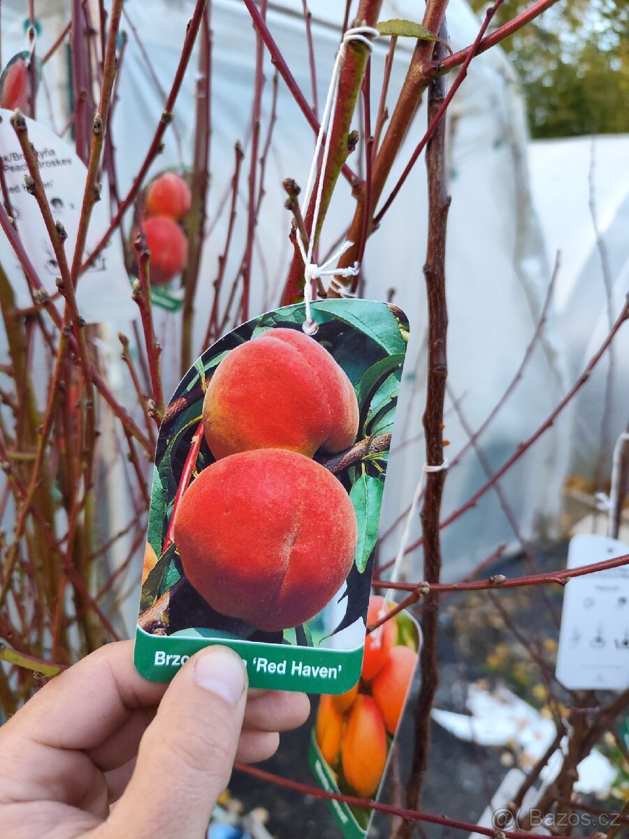 Ovocné stromky a keře - 10