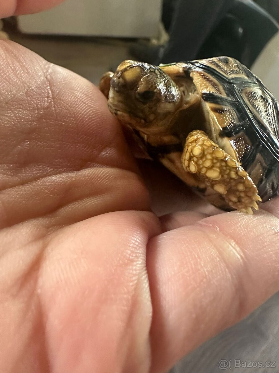Želva pardáli - 10