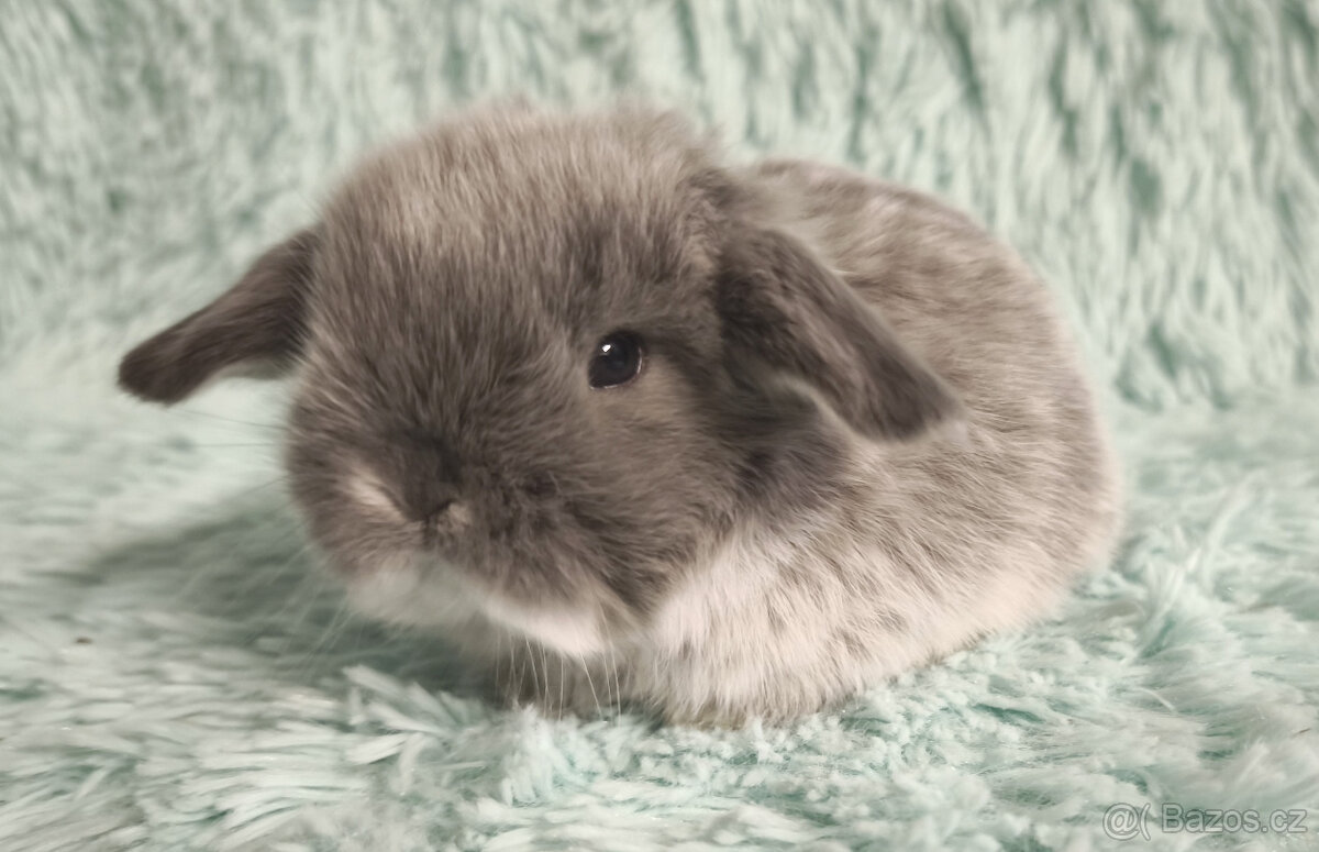 ⭐️ Vánoční ⭐️ Zakrslí beránci 🍀⭐️🍀 - 10