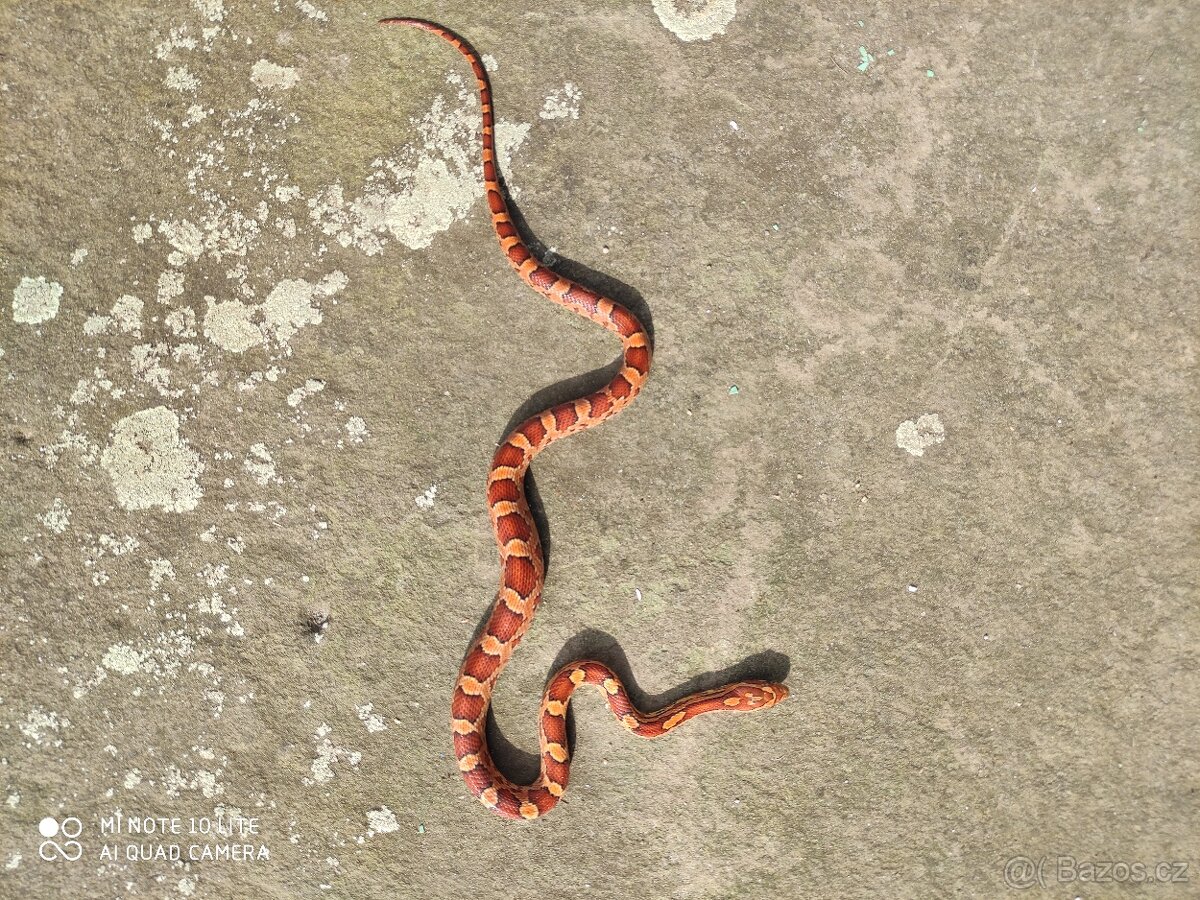 užovka červená, terárium - 10