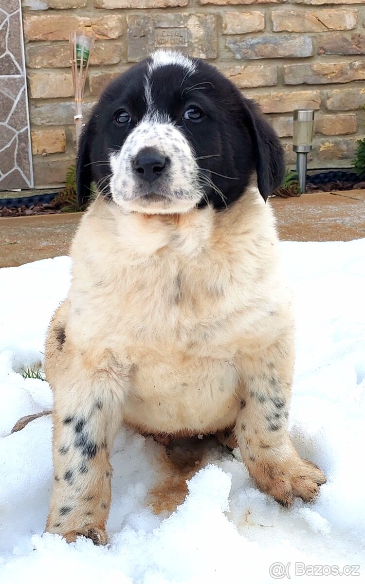 středoasijský pastevecký pes - 10