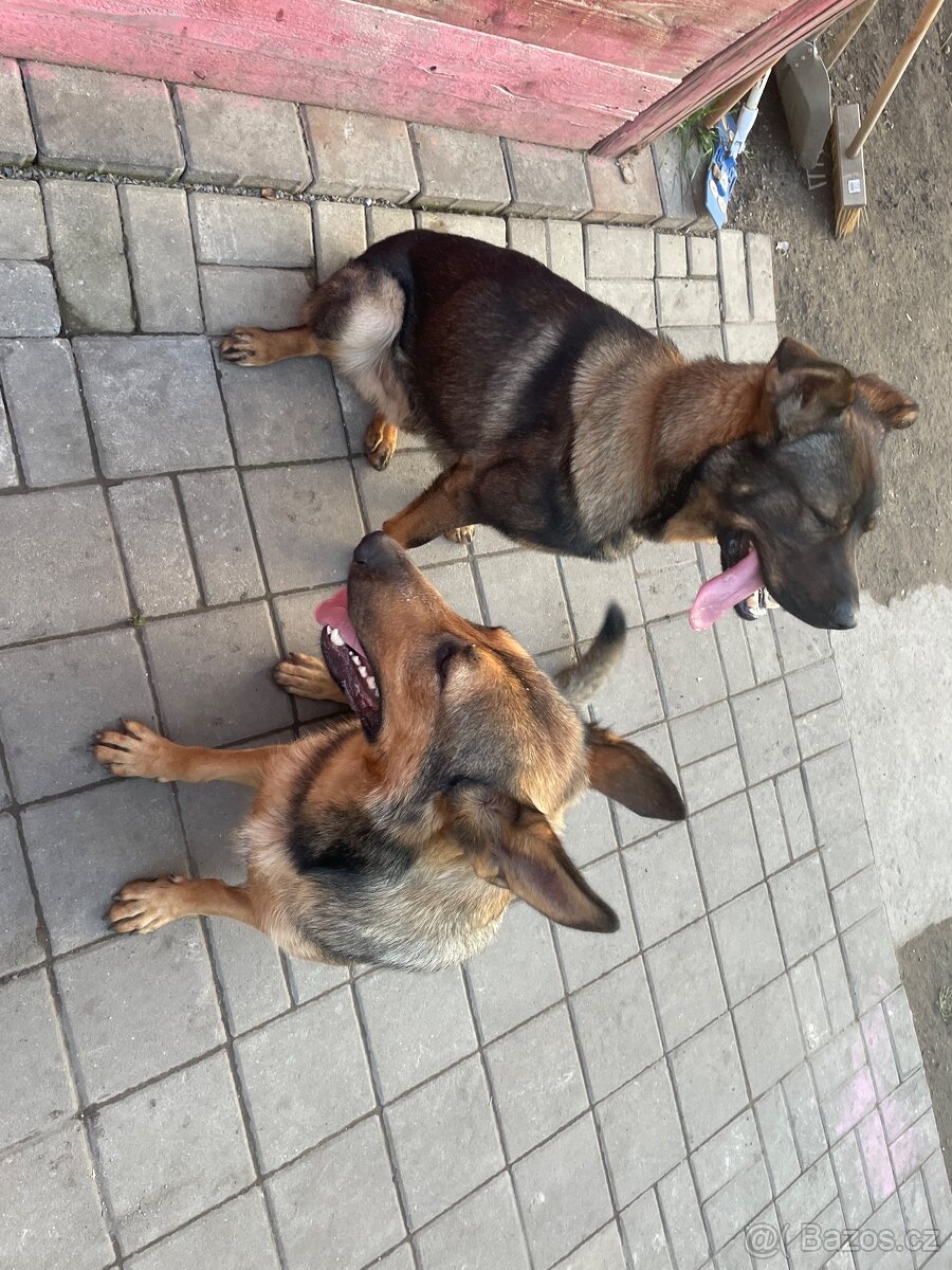 Inzerát – štěňata německého ovčáka - 10