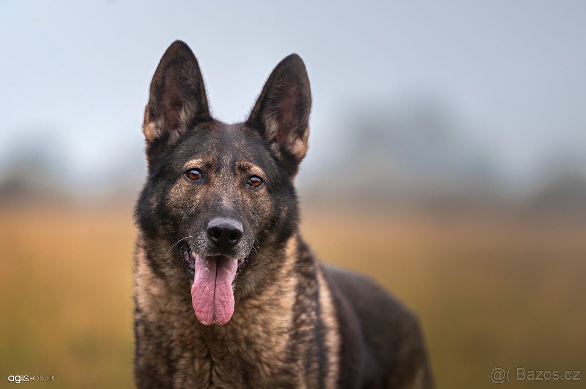 Německý ovčák štěňata s PP, work line, - 10