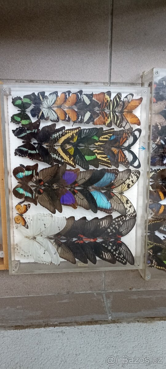 Prodám velikou sbírku motýlů - 10